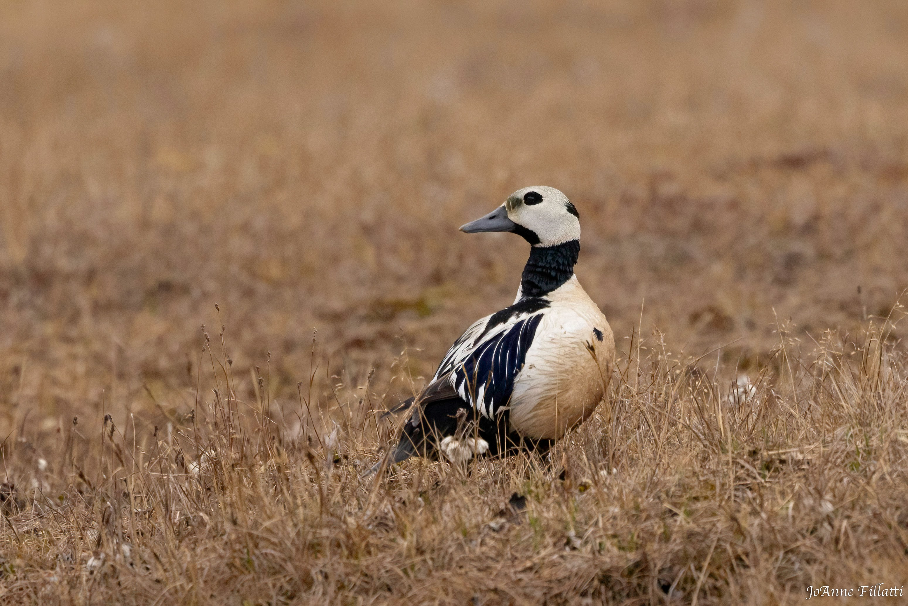 bird of Utqiagvik image 15